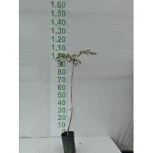 CAROBA PLANTA MUDA 50CM/1M - 515842