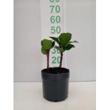 FICUS LYRATA 2-3 PONTAS 40-80 CM - 515972