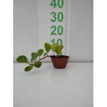 PEPEROMIA VARIADA - 516333