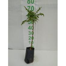 CANJERANA MUDA 50CM A 1MT SAQ - 527288