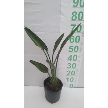 STRELITZIA MUDA 1 BULBO 30CM A 50CM SAQ - 527548