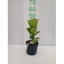 FICUS LYRATA 1 PONTA 50-90 CM - 530211