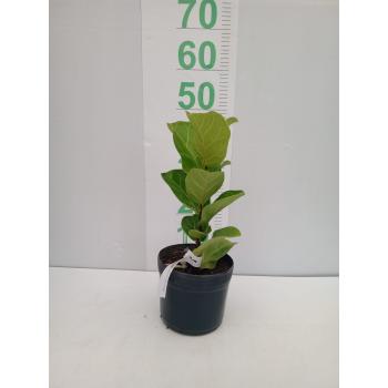 FICUS LYRATA 1 PONTA 50-90 CM - 530211