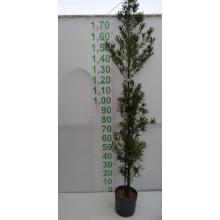 PODOCARPUS MUDA 1,5 M A 2 M - 599101