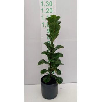 FICUS LYRATA 1 PONTA 1,10-1,50 - 611851