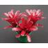 BROMELIA BLANCHETIANA PORTO SEGURO 40 A 80 CM - 516634