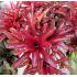 BROMELIA FIREBALL MUDA (SOL) 20CM/40CM - 515773