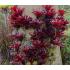 BROMELIA FIREBALL MUDA (SOL) 20CM/40CM - 515773