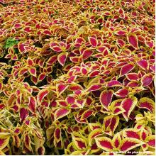 COLEUS 50CM/1M MUDA POTE - 515892