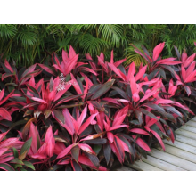 DRACENA CORDYLINE MUDA 30 A 80CM ROSA - 515902