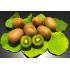 KIWI MACHO MUDA 0,8 A 1,5MT SAQ, - 516115