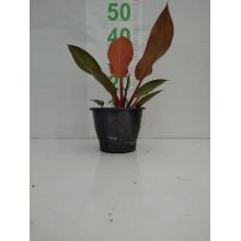 PHILODENDRON OUTONO - 516367