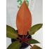 PHILODENDRON OUTONO - 516367